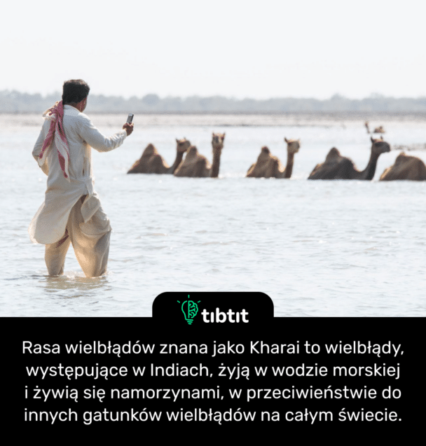 Rasa wielbłądów znana jako Kharai to wielbłądy, występujące w Indiach, żyją w wodzie morskiej i żywią się namorzynami, w przeciwieństwie do innych gatunków wielbłądów na całym świecie.