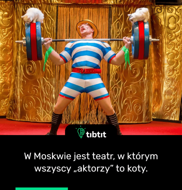 W Moskwie jest teatr, w którym wszyscy „aktorzy” to koty.