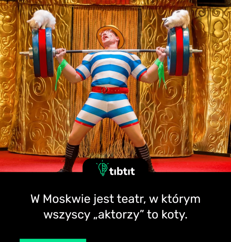 W Moskwie jest teatr, w którym wszyscy „aktorzy” to koty.