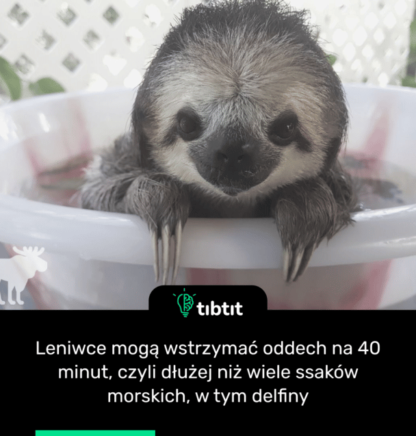 Leniwce mogą wstrzymać oddech na 40 minut, czyli dłużej niż wiele ssaków morskich, w tym delfiny