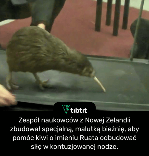 Zespół naukowców z Nowej Zelandii zbudował specjalną, malutką bieżnię, aby pomóc kiwi o imieniu Ruata odbudować siłę w kontuzjowanej nodze.