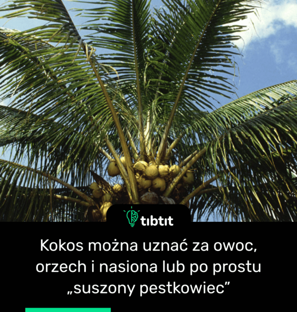 Kokos można uznać za owoc, orzech i nasiona lub po prostu „suszony pestkowiec”