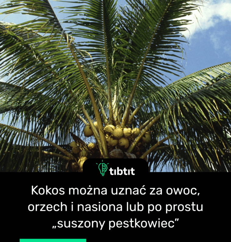 Kokos można uznać za owoc, orzech i nasiona lub po prostu „suszony pestkowiec”