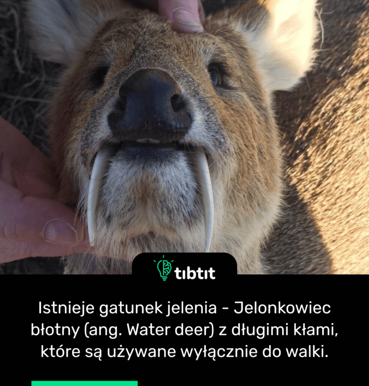Istnieje gatunek jelenia - Jelonkowiec błotny (ang. Water deer) z długimi kłami, które są używane wyłącznie do walki.
