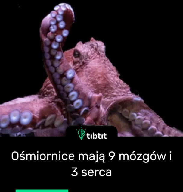 Ośmiornice mają 9 mózgów i 3 serca