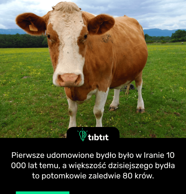 Pierwsze udomowione bydło było w Iranie 10 000 lat temu, a większość dzisiejszego bydła to potomkowie zaledwie 80 krów.