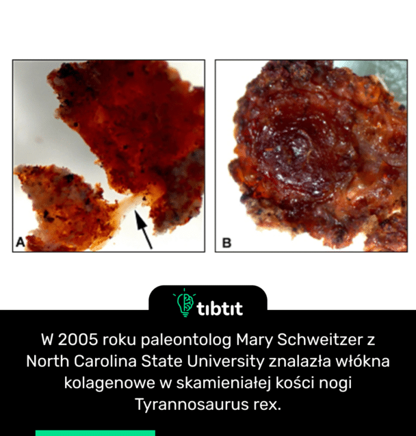 W 2005 roku paleontolog Mary Schweitzer z North Carolina State University znalazła włókna kolagenowe w skamieniałej kości nogi Tyrannosaurus rex.
