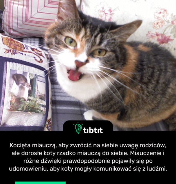 Kocięta miauczą, aby zwrócić na siebie uwagę rodziców, ale dorosłe koty rzadko miauczą do siebie. Miauczenie i różne dźwięki prawdopodobnie pojawiły się po udomowieniu, aby koty mogły komunikować się z ludźmi.