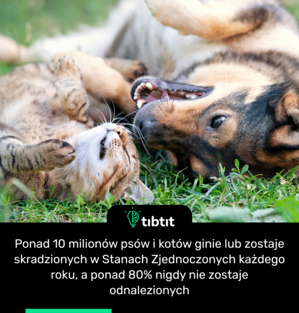 Ponad 10 milionów psów i kotów ginie lub zostaje skradzionych w Stanach Zjednoczonych każdego roku, a ponad 80% nigdy nie zostaje odnalezionych
