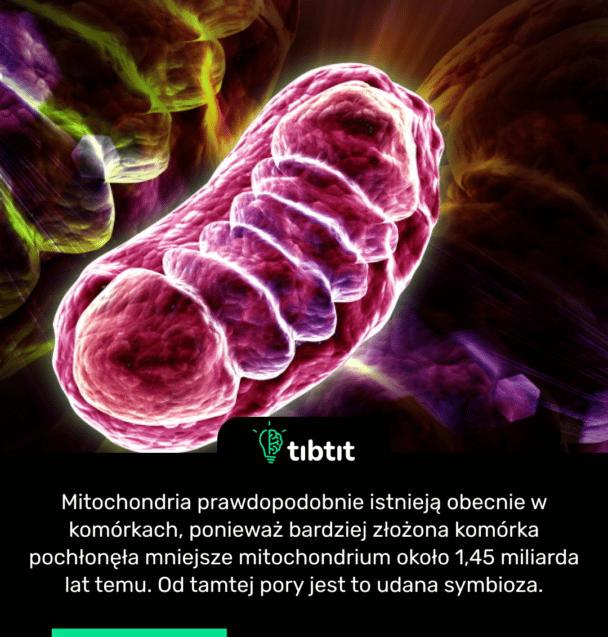 Mitochondria prawdopodobnie istnieją obecnie w komórkach, ponieważ bardziej złożona komórka pochłonęła mniejsze mitochondrium około 1,45 miliarda lat temu. Od tamtej pory jest to udana symbioza.