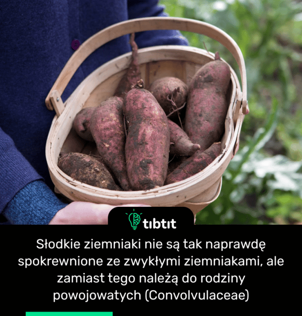 Słodkie ziemniaki nie są tak naprawdę spokrewnione ze zwykłymi ziemniakami, ale zamiast tego należą do rodziny powojowatych (Convolvulaceae)