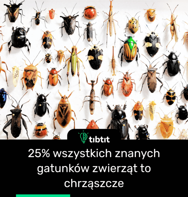 25% wszystkich znanych gatunków zwierząt to chrząszcze