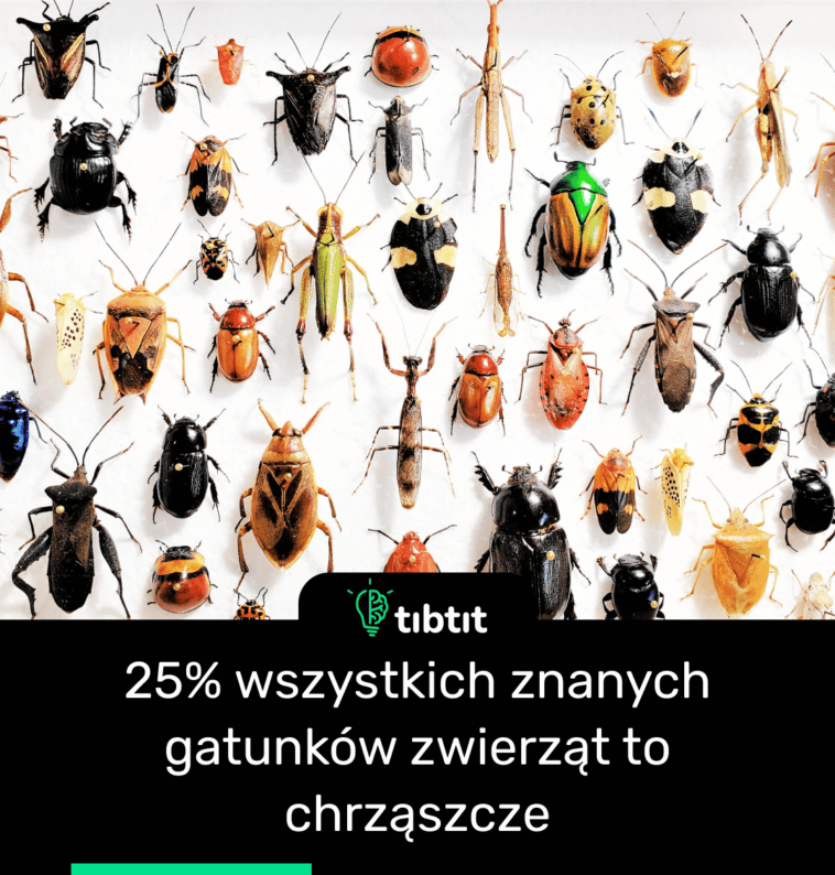 25% wszystkich znanych gatunków zwierząt to chrząszcze