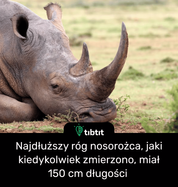 Najdłuższy róg nosorożca, jaki kiedykolwiek zmierzono, miał 150 cm długości