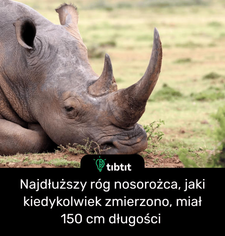 Najdłuższy róg nosorożca, jaki kiedykolwiek zmierzono, miał 150 cm długości