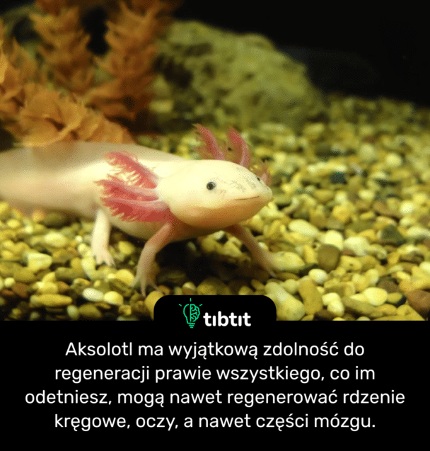 Aksolotl ma wyjątkową zdolność do regeneracji prawie wszystkiego, co im odetniesz, mogą nawet regenerować rdzenie kręgowe, oczy, a nawet części mózgu.