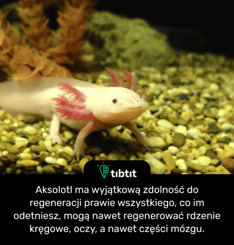 Aksolotl ma wyjątkową zdolność do regeneracji prawie wszystkiego, co im odetniesz, mogą nawet regenerować rdzenie kręgowe, oczy, a nawet części mózgu.