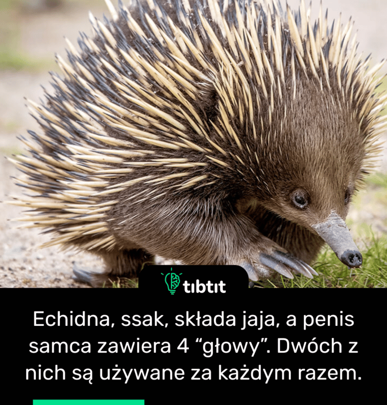 Echidna, ssak, składa jaja, a penis samca zawiera 4 “głowy”. Dwóch z nich są używane za każdym razem.