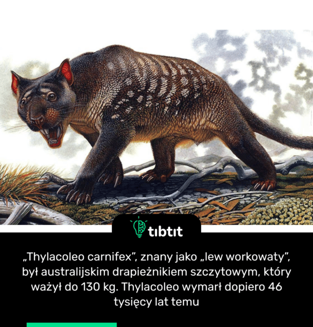 „Thylacoleo carnifex”, znany jako „lew workowaty”, był australijskim drapieżnikiem szczytowym, który ważył do 130 kg. Thylacoleo wymarł dopiero 46 tysięcy lat temu