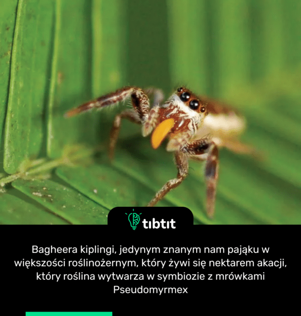 Bagheera kiplingi, jedynym znanym nam pająku w większości roślinożernym, który żywi się nektarem akacji, który roślina wytwarza w symbiozie z mrówkami Pseudomyrmex