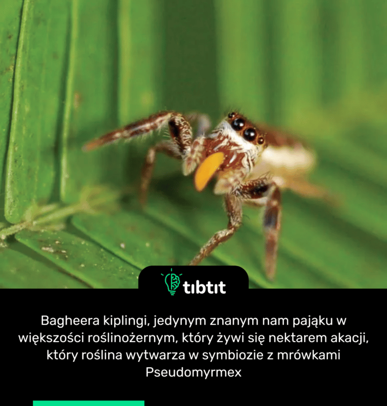 Bagheera kiplingi, jedynym znanym nam pająku w większości roślinożernym, który żywi się nektarem akacji, który roślina wytwarza w symbiozie z mrówkami Pseudomyrmex