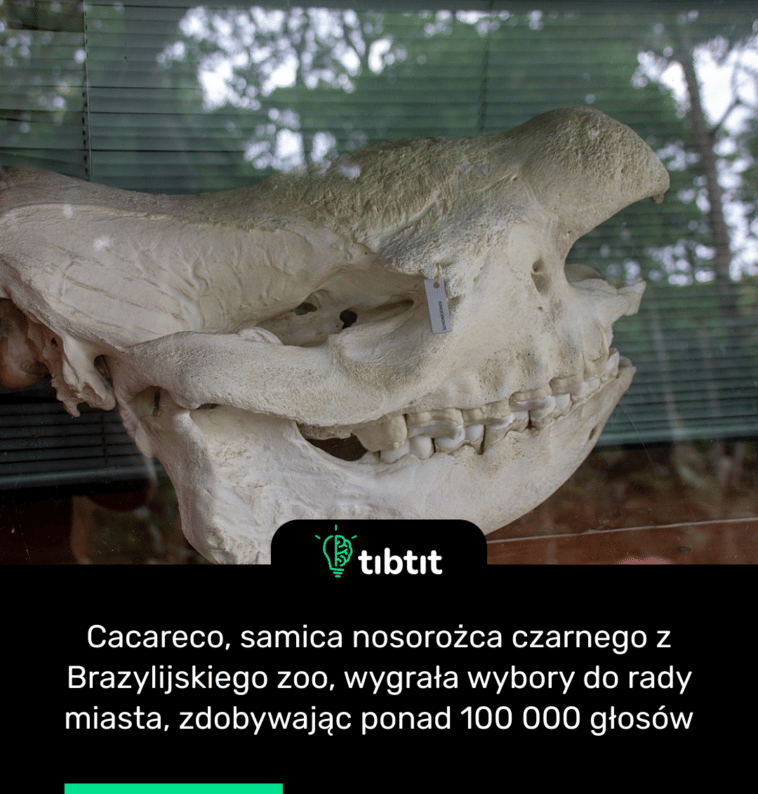 Cacareco, samica nosorożca czarnego z Brazylijskiego zoo, wygrała wybory do rady miasta, zdobywając ponad 100 000 głosów