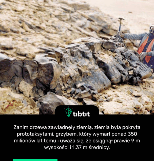 Zanim drzewa zawładnęły ziemią, ziemia była pokryta prototaksytami, grzybem, który wymarł ponad 350 milionów lat temu i uważa się, że osiągnął prawie 9 m wysokości i 1,37 m średnicy.