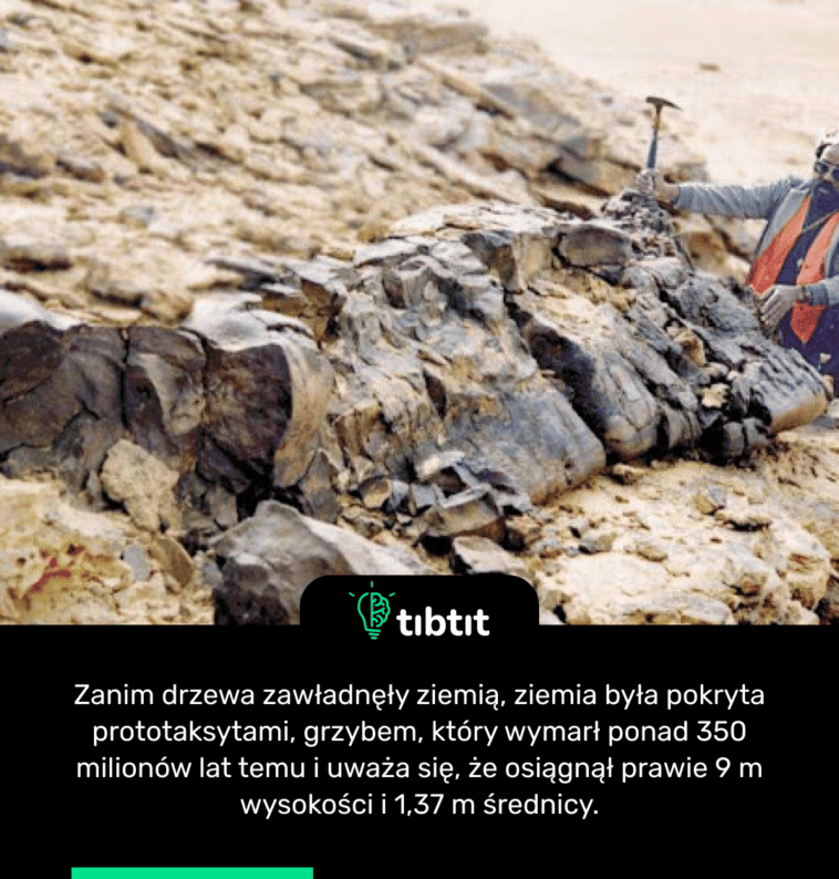 Zanim drzewa zawładnęły ziemią, ziemia była pokryta prototaksytami, grzybem, który wymarł ponad 350 milionów lat temu i uważa się, że osiągnął prawie 9 m wysokości i 1,37 m średnicy.