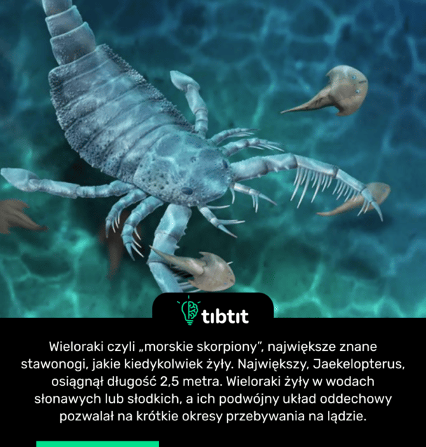 Wieloraki czyli „morskie skorpiony”, największe znane stawonogi, jakie kiedykolwiek żyły. Największy, Jaekelopterus, osiągnął długość 2,5 metra. Wieloraki żyły w wodach słonawych lub słodkich, a ich podwójny układ oddechowy pozwalał na krótkie okresy przebywania na lądzie.
