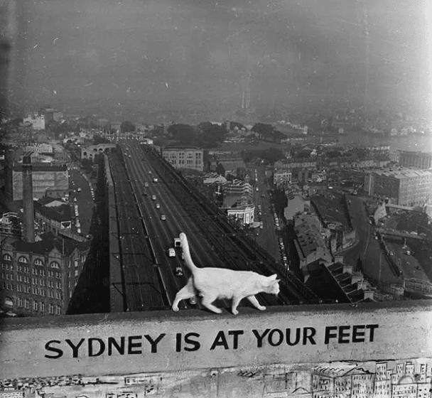 George, biały kot mieszkający na szczycie jednej z podpór pylonu mostu Sydney Harbour Bridge, bacznie obserwuje miasto poniżej. 1957.