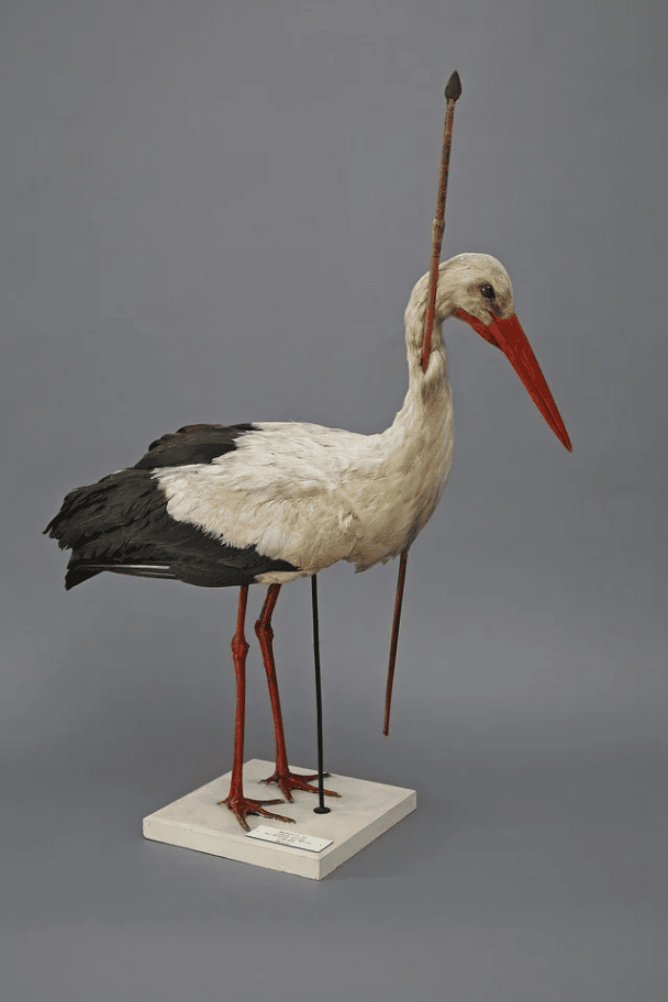 W 1822 roku w północnych Niemczech zauważono bociana z 75-centymetrową włócznią z Afryki Środkowej wbitą w jego szyję, co po raz pierwszy udowodniło, że bociany migrują aż do Afryki na zimę