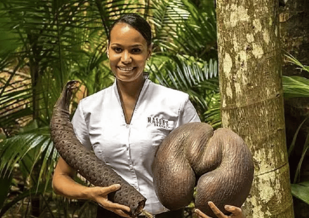 Największe nasiona na świecie - Seszele pozostają jedynym krajem, w którym można znaleźć największe na świecie nasiona. Nasiona, Lodoicea Maldivica