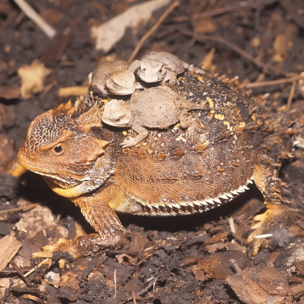 Greater short-horned lizard (Phrynosoma hernandesi) ze swoimi dziećmi