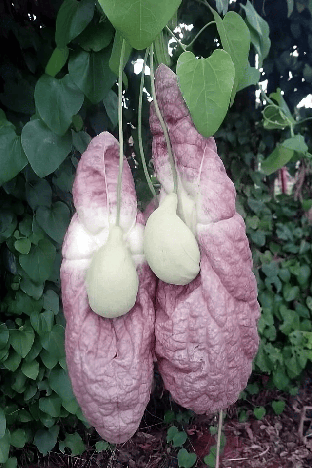 Aristolochia gigantea, która wygląda jak płuc