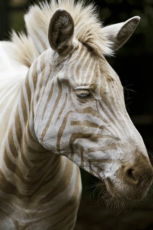 Złota zebra