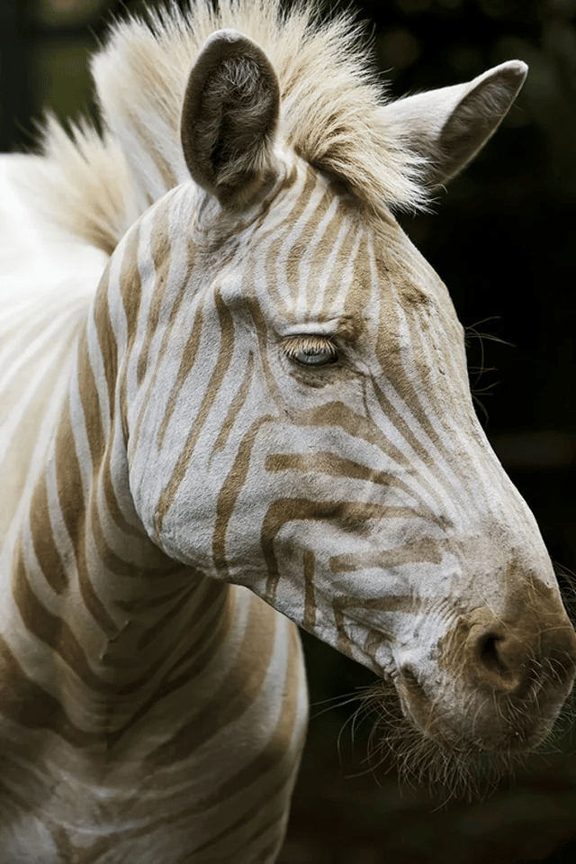 Złota zebra