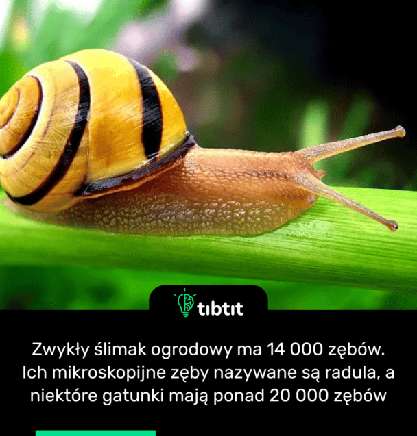 Zwykły ślimak ogrodowy ma 14 000 zębów. Ich mikroskopijne zęby nazywane są radula, a niektóre gatunki mają ponad 20 000 zębów
