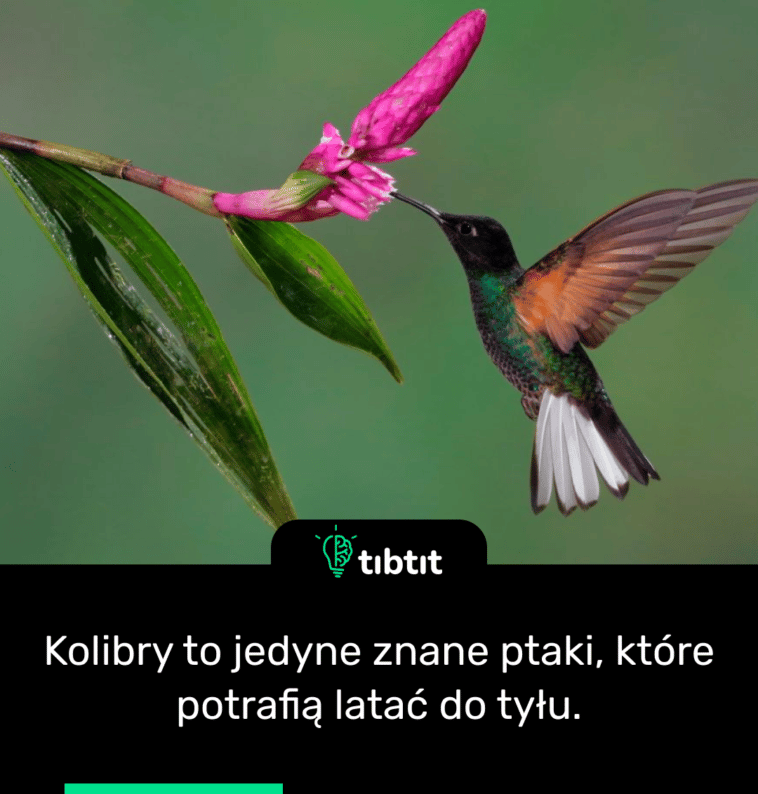 Kolibry to jedyne znane ptaki, które potrafią latać do tyłu.