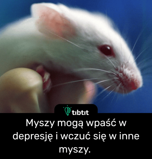 Myszy mogą wpaść w depresję i wczuć się w inne myszy.