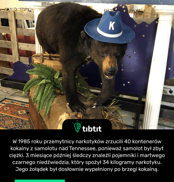 W 1985 roku przemytnicy narkotyków zrzucili 40 kontenerów kokainy z samolotu nad Tennessee, ponieważ samolot był zbyt ciężki. 3 miesiące później śledczy znaleźli pojemniki i martwego czarnego niedźwiedzia, który spożył 34 kilogramy narkotyku. Jego żołądek był dosłownie wypełniony po brzegi kokainą.