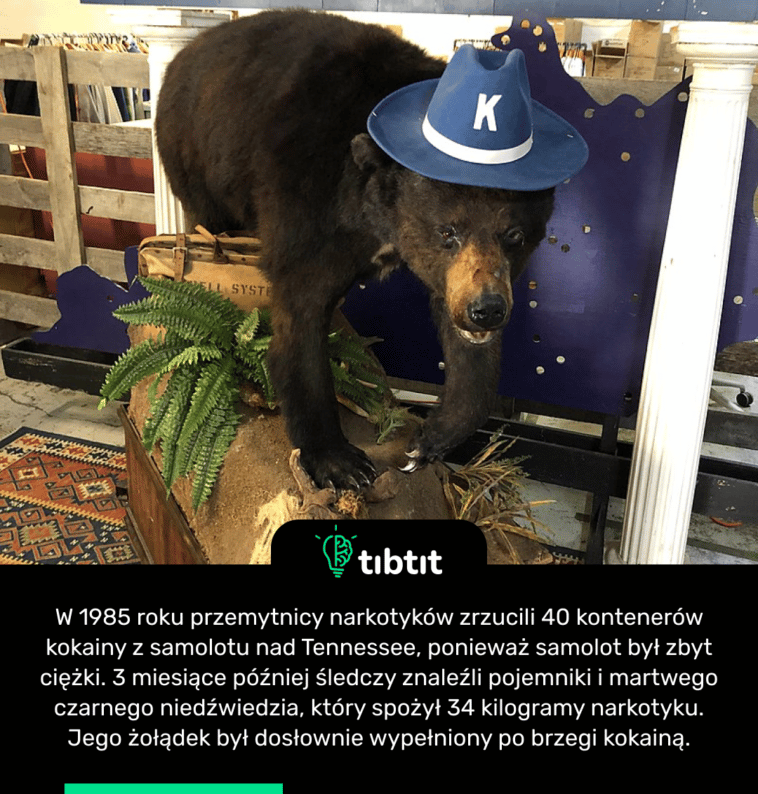 W 1985 roku przemytnicy narkotyków zrzucili 40 kontenerów kokainy z samolotu nad Tennessee, ponieważ samolot był zbyt ciężki. 3 miesiące później śledczy znaleźli pojemniki i martwego czarnego niedźwiedzia, który spożył 34 kilogramy narkotyku. Jego żołądek był dosłownie wypełniony po brzegi kokainą.