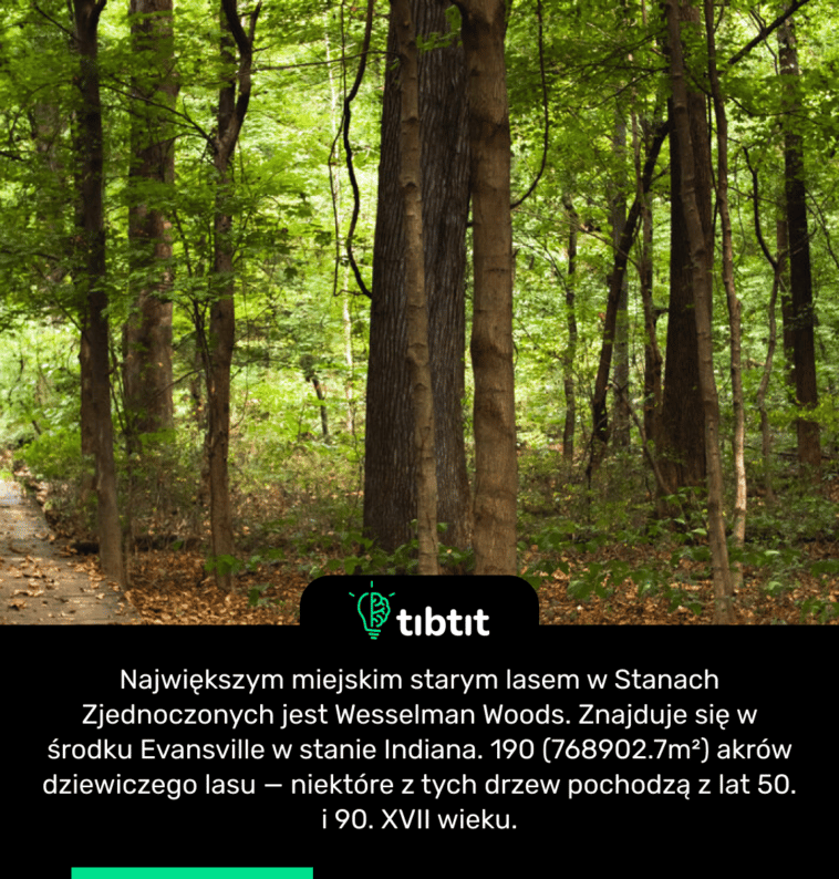 Największym miejskim starym lasem w Stanach Zjednoczonych jest Wesselman Woods. Znajduje się w środku Evansville w stanie Indiana. 190 (768902.7m²) akrów dziewiczego lasu — niektóre z tych drzew pochodzą z lat 50. i 90. XVII wieku.
