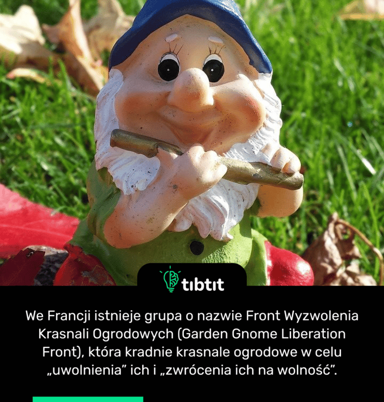 We Francji istnieje grupa o nazwie Front Wyzwolenia Krasnali Ogrodowych (Garden Gnome Liberation Front), która kradnie krasnale ogrodowe w celu „uwolnienia” ich i „zwrócenia ich na wolność”.