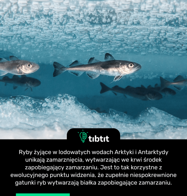 Ryby żyjące w lodowatych wodach Arktyki i Antarktydy unikają zamarznięcia, wytwarzając we krwi środek zapobiegający zamarzaniu. Jest to tak korzystne z ewolucyjnego punktu widzenia, że zupełnie niespokrewnione gatunki ryb wytwarzają białka zapobiegające zamarzaniu.