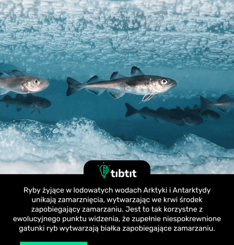 Ryby żyjące w lodowatych wodach Arktyki i Antarktydy unikają zamarznięcia, wytwarzając we krwi środek zapobiegający zamarzaniu. Jest to tak korzystne z ewolucyjnego punktu widzenia, że zupełnie niespokrewnione gatunki ryb wytwarzają białka zapobiegające zamarzaniu.