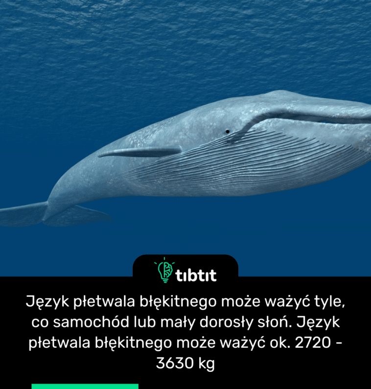 Język płetwala błękitnego może ważyć tyle, co samochód lub mały dorosły słoń. Język płetwala błękitnego może ważyć ok. 2720 - 3630 kg