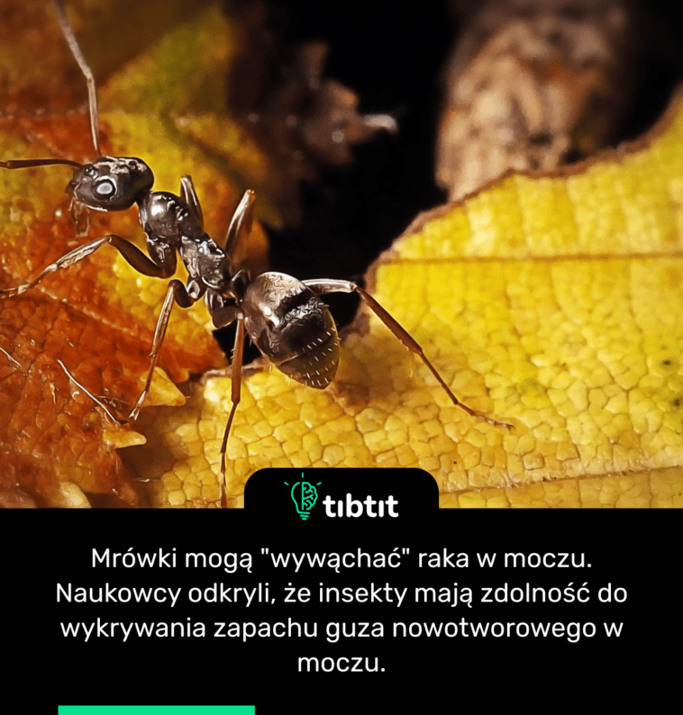 Mrówki mogą "wywąchać" raka w moczu. Naukowcy odkryli, że insekty mają zdolność do wykrywania zapachu guza nowotworowego w moczu.