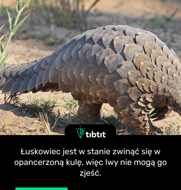 Łuskowiec jest w stanie zwinąć się w opancerzoną kulę, więc lwy nie mogą go zjeść.
