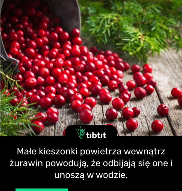 Małe kieszonki powietrza wewnątrz żurawin powodują, że odbijają się one i unoszą w wodzie.