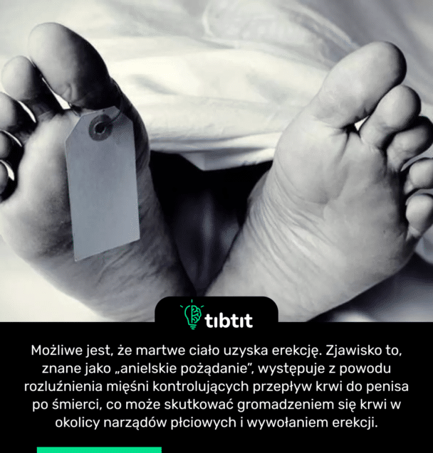 Możliwe jest, że martwe ciało uzyska erekcję. Zjawisko to, znane jako „anielskie pożądanie”, występuje z powodu rozluźnienia mięśni kontrolujących przepływ krwi do penisa po śmierci, co może skutkować gromadzeniem się krwi w okolicy narządów płciowych i wywołaniem erekcji.